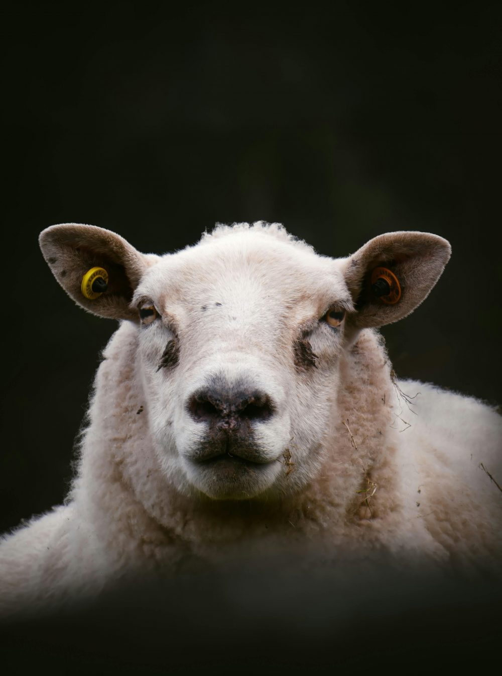 Gabe des Hirten & Leiter Image